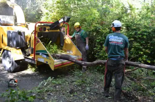 tree services Columbia